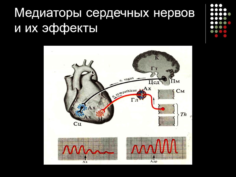 Медиаторы сердечных нервов и их эффекты